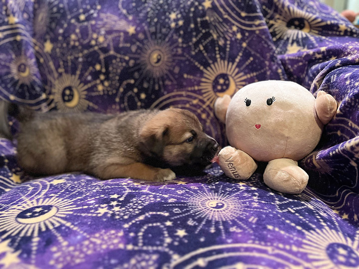 chinook puppy